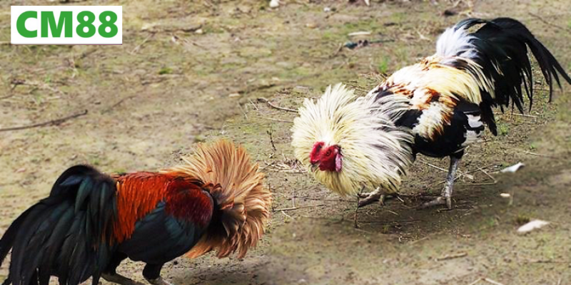 Nguồn gốc và ý nghĩa văn hóa của đá gà tre