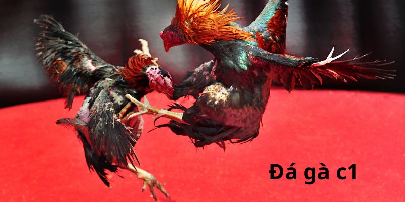Giới thiệu về Đá gà C1