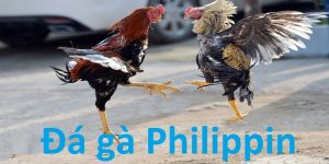 Tổng quan về Đá Gà Philippines